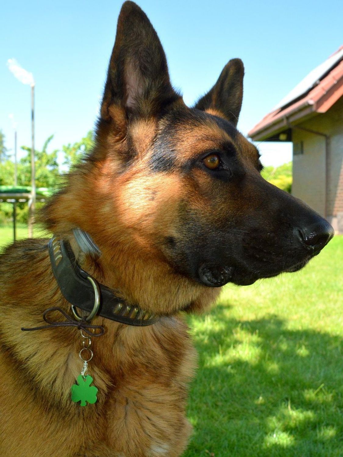 Blaszka dla pupila koniczynka 3,2 cm z miejscem na grawer Koniczynka green L. Blaszka w formie adresówki, identyfikatora dla psa. Blaszka z miejscem na grawer. Na adresówce możemy wygrawerować np. imię psa i nr telefonu do wła.jpg